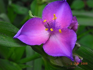 Tradescantia virginiana