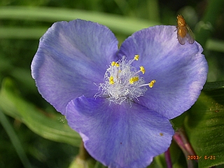 Tradescantia virginiana