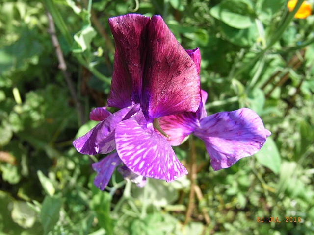 Lathyrus odoratus