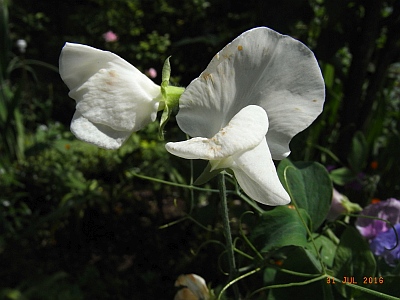 Lathyrus odoratus