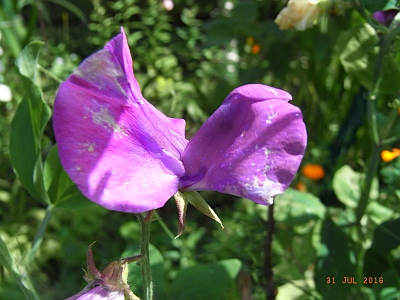 Lathyrus odoratus