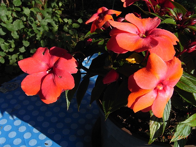 Impatiens neuguinea 'Orange Star'