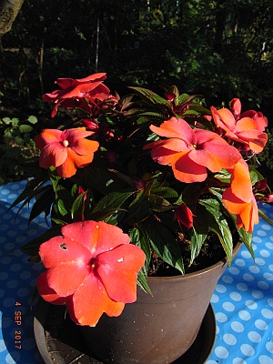 Impatiens neuguinea 'Orange Star'