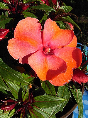 Impatiens neuguinea 'Orange Star'