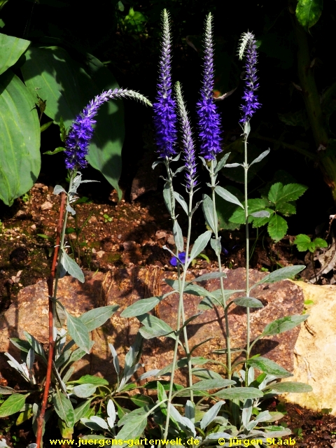 Veronica spicata 'Silbersee'