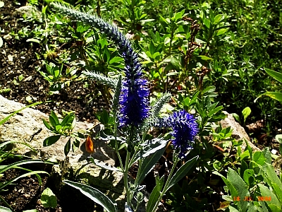 Veronica spicata 'Silbersee'