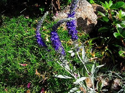 Veronica spicata 'Silbersee'