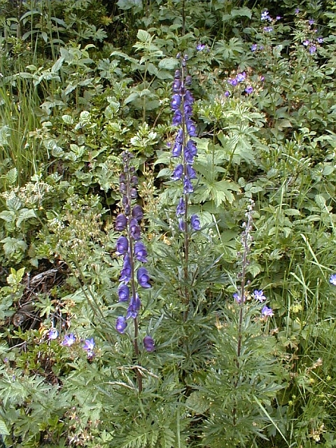 Aconitum napellus