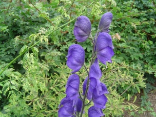 Aconitum napellus