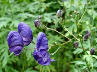 Aconitum napellus