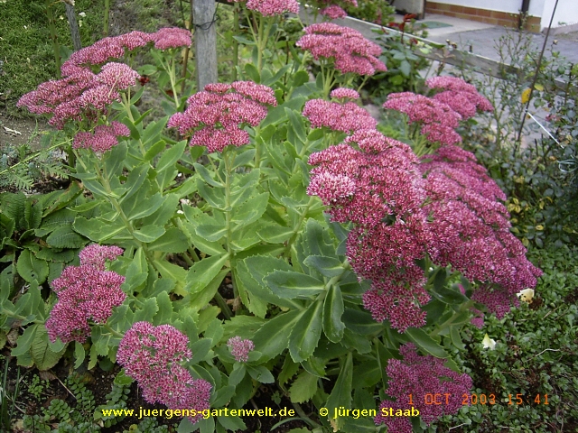 Sedum spectabile 