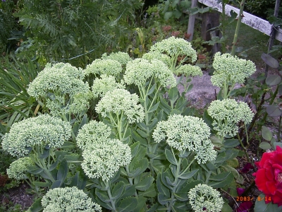 Sedum spectabile 