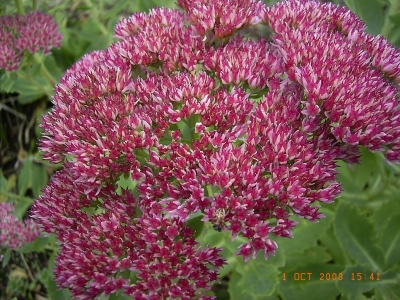 Sedum spectabile 