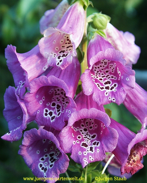 Digitalis purpurea