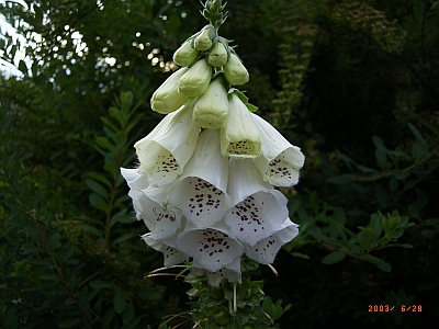 Digitalis purpurea