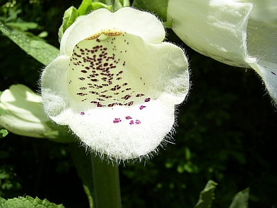 Digitalis purpurea