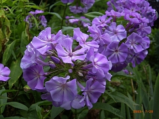 Phlox paniculata