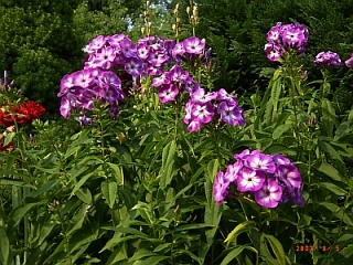 Phlox paniculata