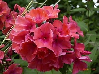 Phlox paniculata