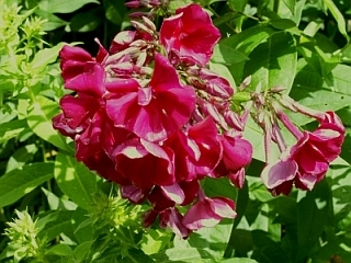 Phlox paniculata