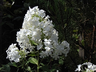 Phlox paniculata