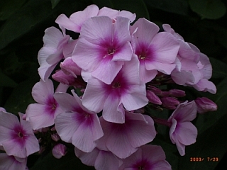 Phlox paniculata