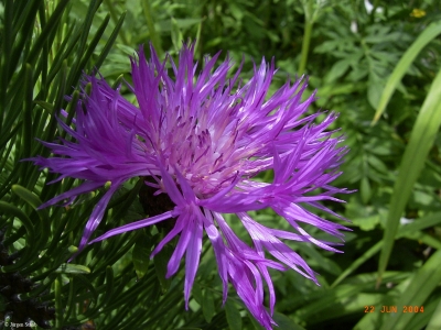 Centaurea cyanus