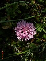 Centaurea pulcherrima