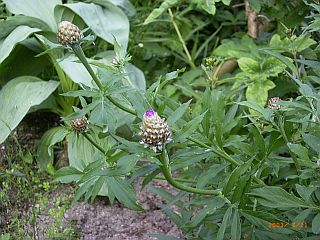 Centaurea scabiosa