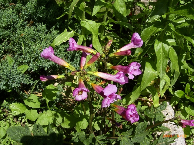 Incarvillea delavayi