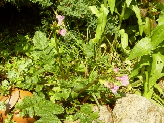 Incarvillea delavayi