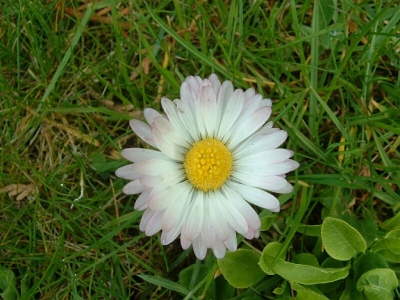 Bellis perennis