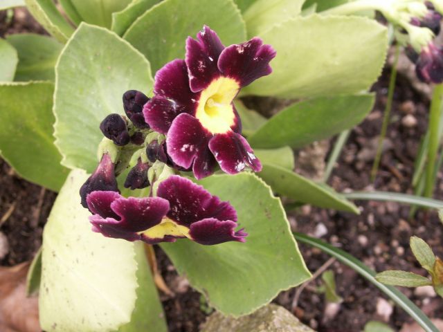 Primula x pubescens 'Mark'