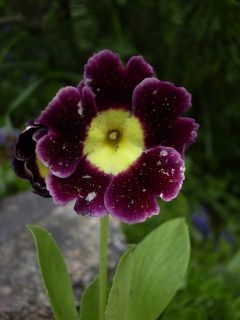 Primula x pubescens 'Mark'