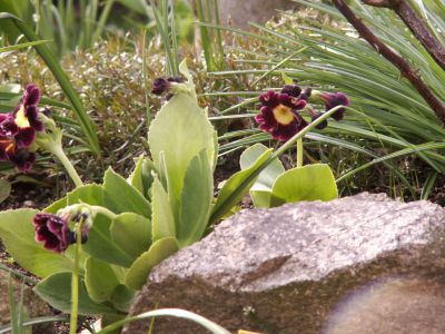 Primula x pubescens 'Mark'