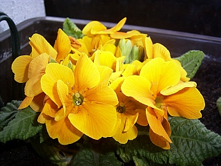 Primula vulgaris