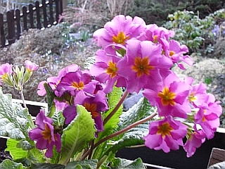 Primula vulgaris