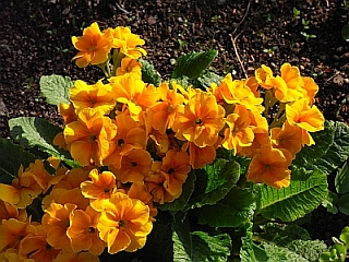 Primula vulgaris