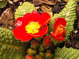 Primula vulgaris