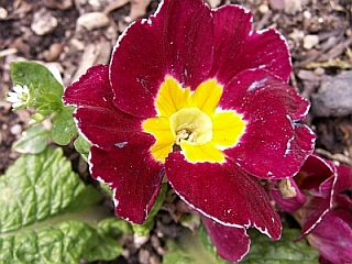 Primula vulgaris