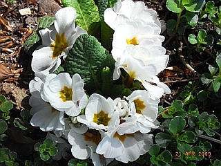 Primula vulgaris