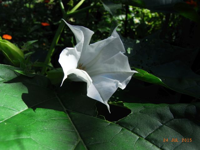 Datura stramonium