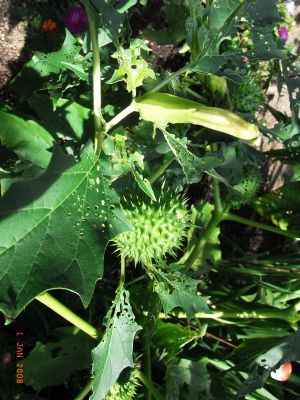 Datura stramonium