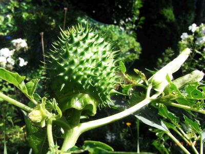 Datura stramonium