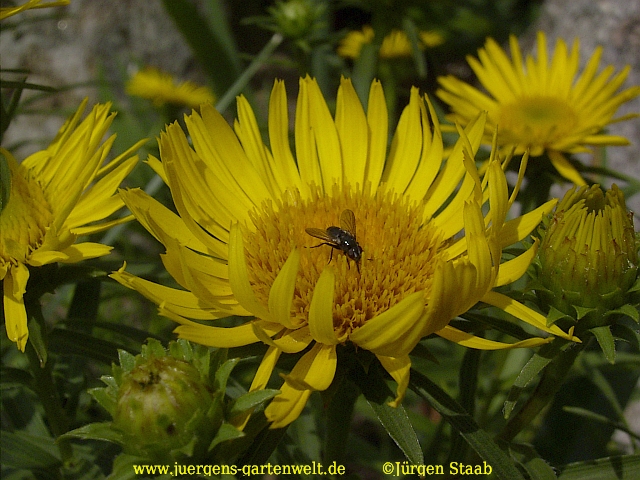 Doronicum orientale 