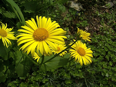 Doronicum orientale 