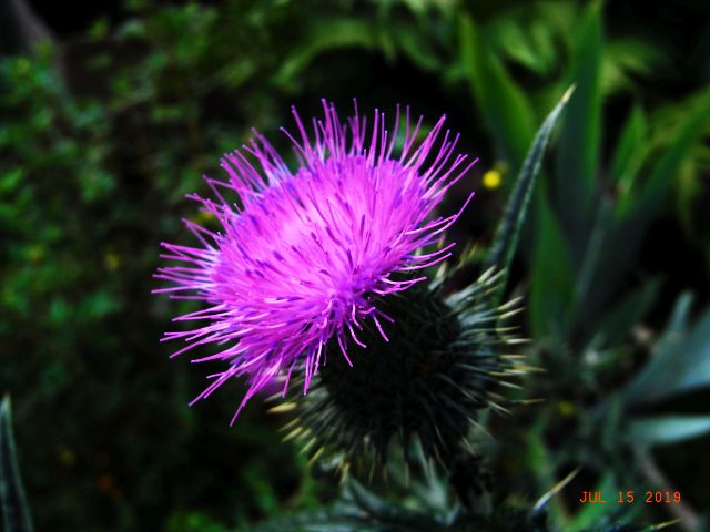 Cirsium vulgare