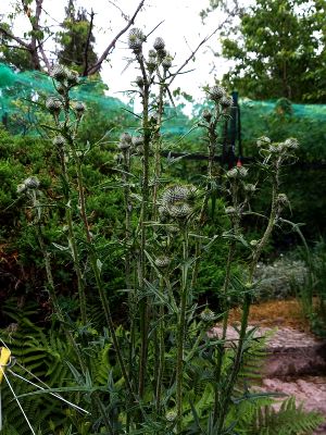 Cirsium vulgare