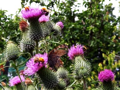 Cirsium vulgare