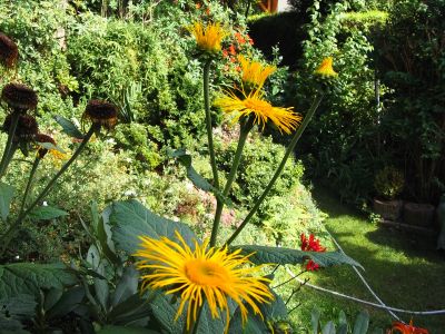 Rudbeckia fulgida